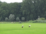 SX16421 White Storks (Ciconia ciconia) on grassland.jpg